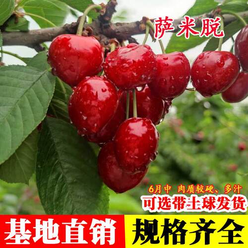 嫁接萨米脱车厘子树苗大