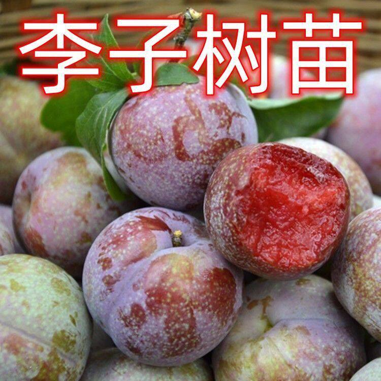 三华李树苗 红心李子苗 双华李苗 迟熟三华李苗 嫁接三华李子树苗