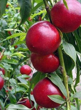 早熟油桃树苗 特大黄肉桃子树苗 蜜硕油桃苗 嫁接桃子苗当年结果