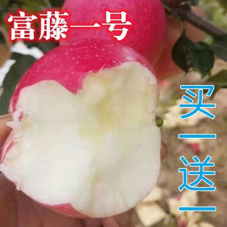 富藤一号苹果树苗嫁接极早熟1号红富士苹果树南北方种植盆栽地栽