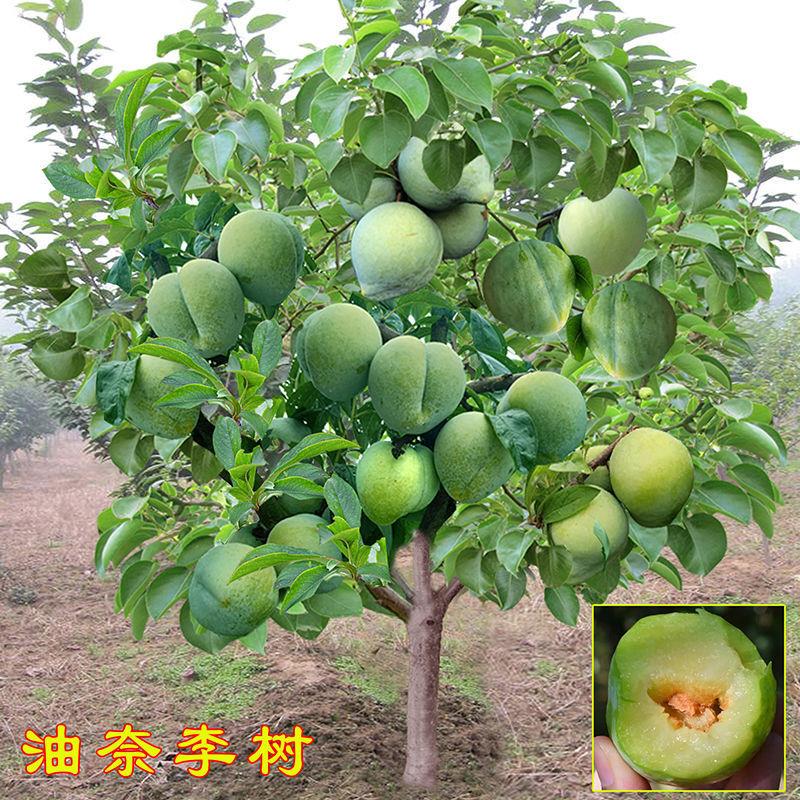 正宗嫁接李子苗青奈李油奈李子树苗脱骨李树苗南北方种植当年结果