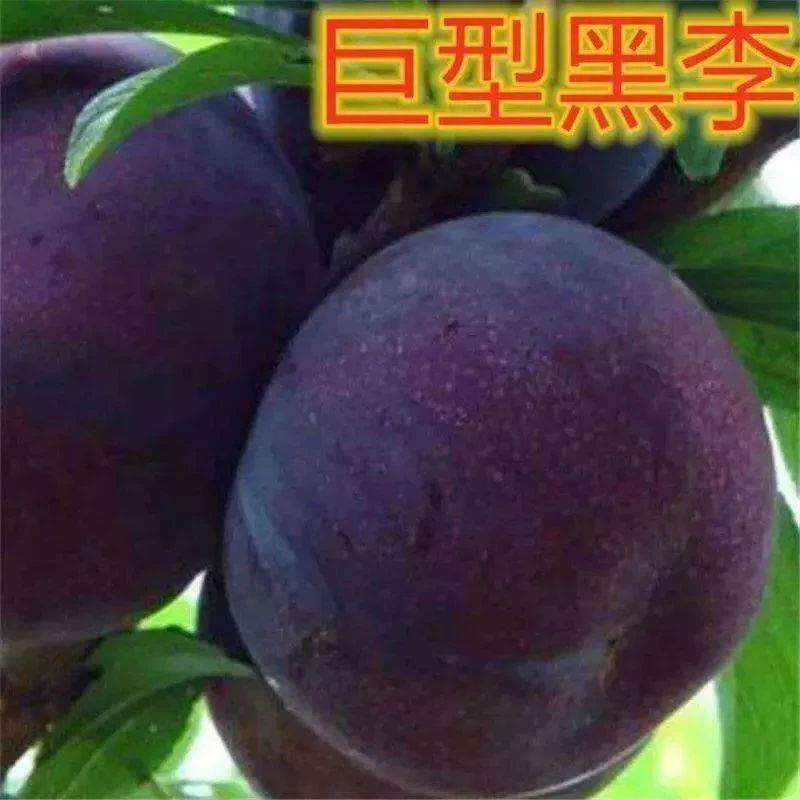 美国大黑李嫁接苗巨王黑李苗巨型李子黑巨王李子果树苗