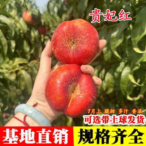 贵妃红油蟠桃苗嫁接桃树