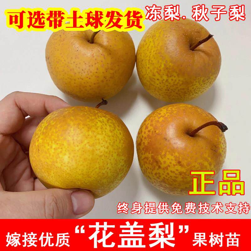 嫁接花盖梨树苗东北冻梨软梨大黑梨秋子梨苗南北方当年结果果树苗