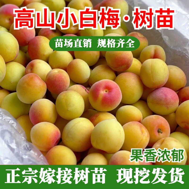 嫁接青梅果苗酸甜小白梅树苗泡酒梅子苗庭院盆栽地栽果树苗木种植