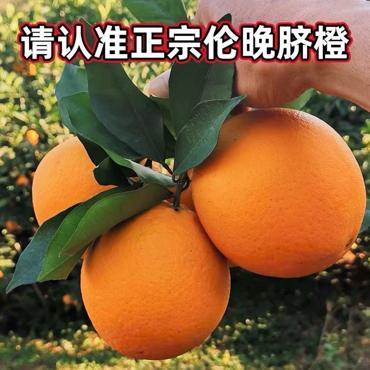 晚熟甜橙苗新品种伦晚脐图片