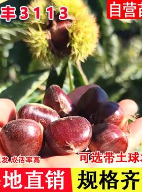 嫁接燕山早丰3113板栗树苗早熟栗子苗北南方种植当年结果果树果苗