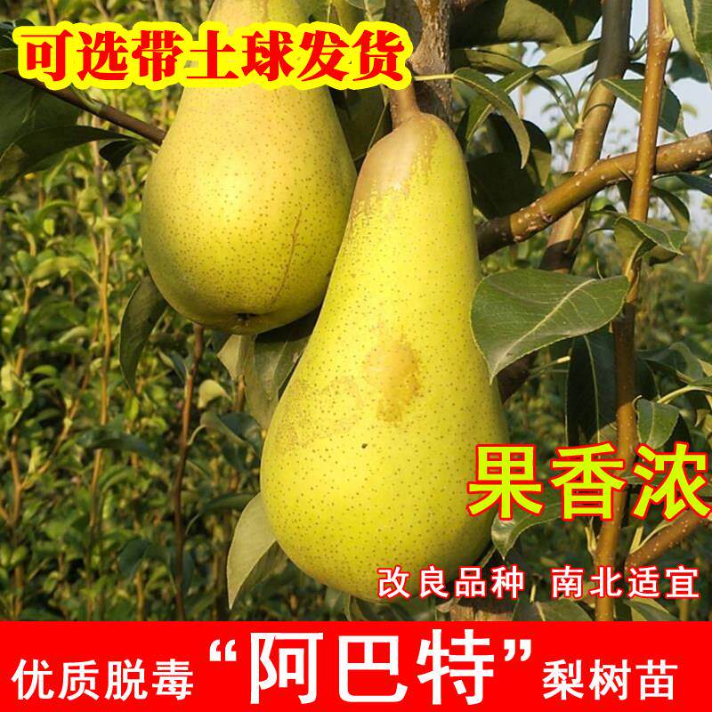 嫁接阿巴特梨树苗长颈葫芦形香梨苗新品种西洋梨啤梨盆地栽北南方
