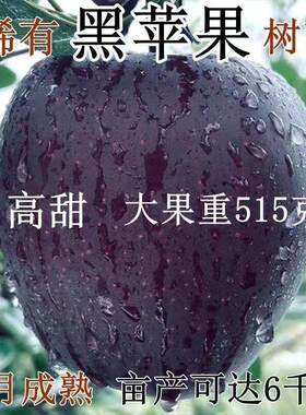 正宗冰糖心黑苹果树苗嫁接新品种特大脆甜黑色苹果苗黑卡黑钻苹果