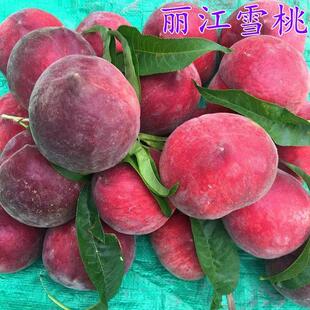 水蜜桃苗【雪桃】丽江雪桃苗 美猴王冬桃苗 晚熟桃苗 嫁接桃树苗