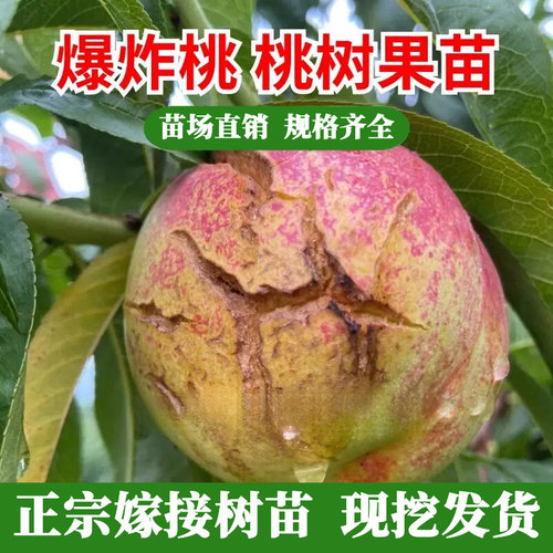 嫁接脆甜桃树苗特大果爆