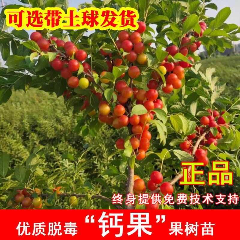 中华红钙果树苗嫁接欧李树苗黄钙果苗南方北方种植当年结果果树苗
