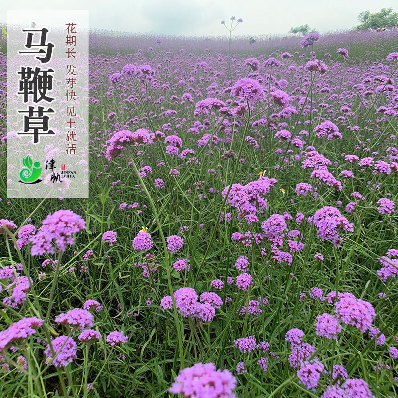 柳叶马鞭草种子多年生宿根草花种子景观绿化花海婚纱摄影观花种子