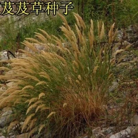 芨芨草种子 芨芨草 牧草种籽积机草席萁草种子耐旱防风固沙耐盐碱