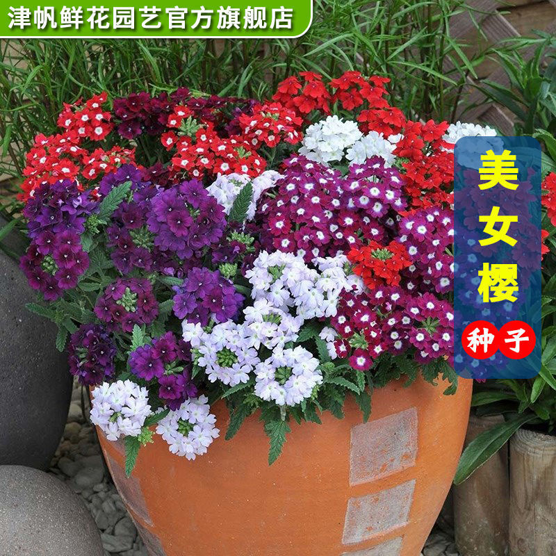 细叶美女樱种子耐热花卉耐高温懒人美人樱四季樱花卉