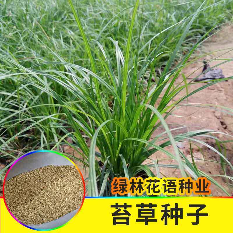 青绿苔草种子多年生景观绿化工程观叶种子四季草坪种籽青绿薹草