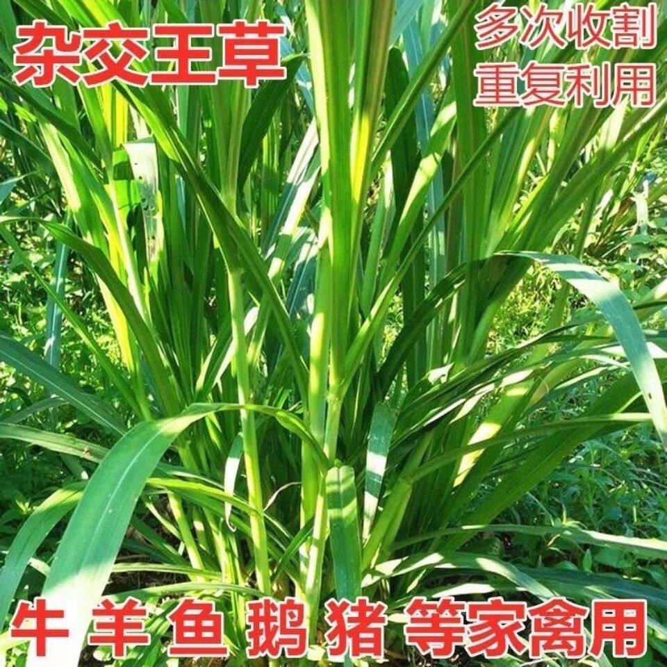 进口耐寒牧草种多年生杂交王草种子四季常青鸡鸭鹅猪牛羊鱼草种籽