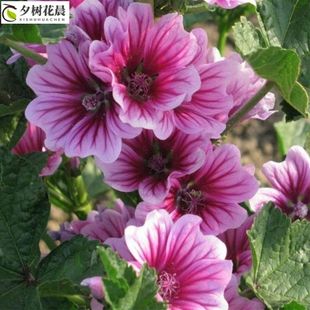 锦葵种子花种子四季易活高杆露天庭院花海种籽 夕树花晨 锦葵种子