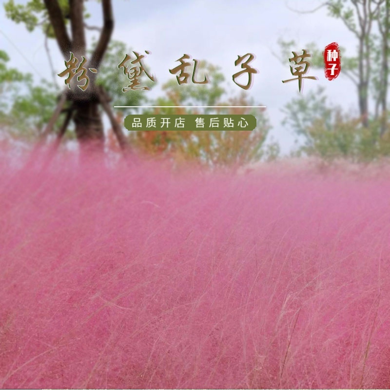 粉黛乱子草花种籽易播易活室外庭院阳台多年生宿根耐寒花卉种孑