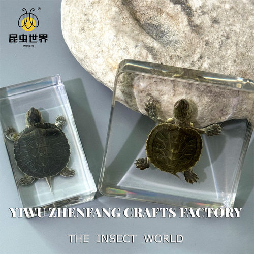 昆虫世界真实乌龟动物标本摆件