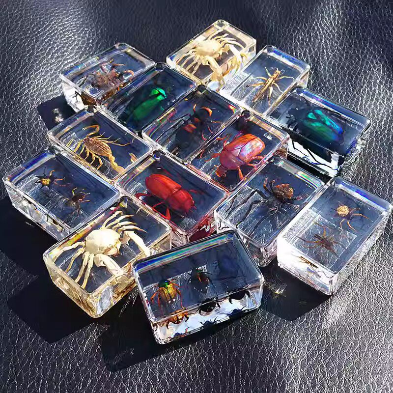 真实昆虫标本透明树脂摆件幼儿园教学玩具蜘蛛黑蝎子金蝉蝗虫动物