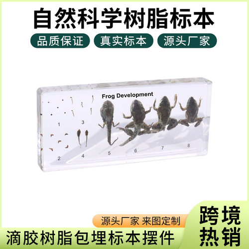 热销真实动物对比标本教学教具小