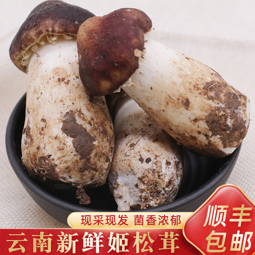 新鲜姬松茸1000g云南新鲜菌菇类