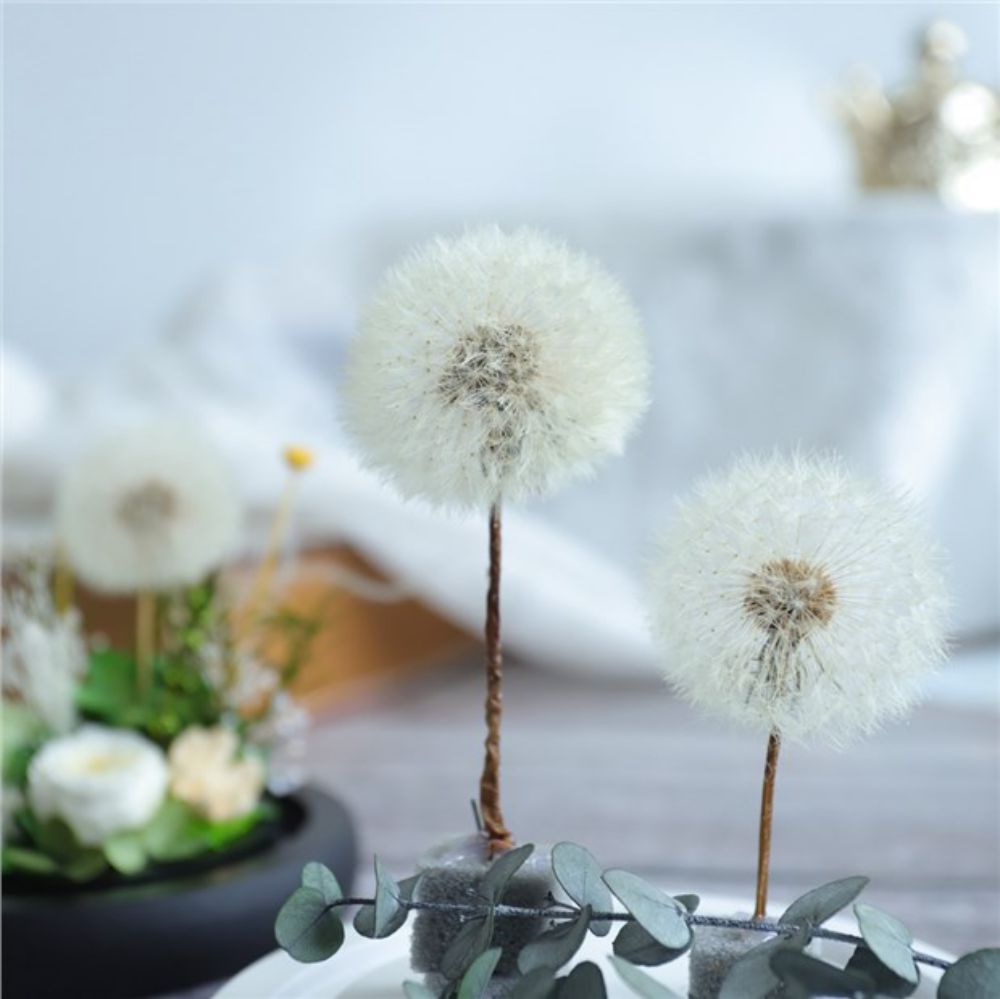 等花来干花玻璃罩摆件礼物蒲公英永生花diy材料包