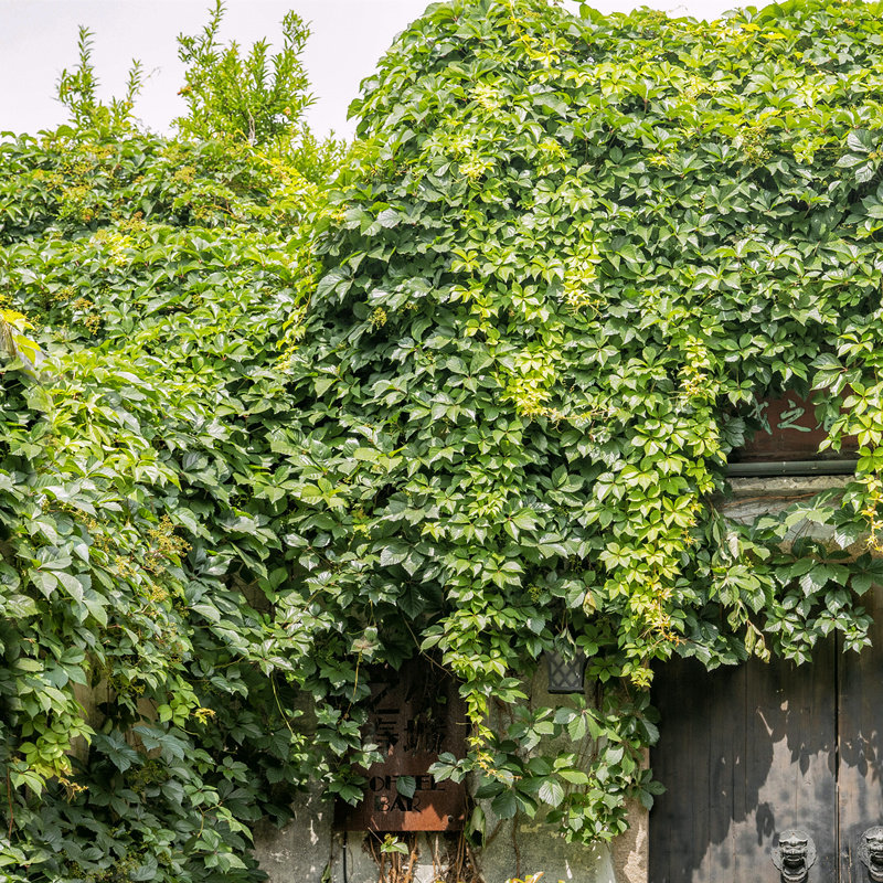彩叶爬藤爬山虎苗三叶五叶爬墙植物庭院围墙绿化攀援耐寒绿植盆栽