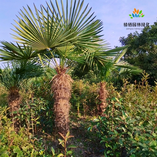 绿化植物风扇子树 棕榈树苗常绿乔木耐旱行道树别墅庭院大型耐寒