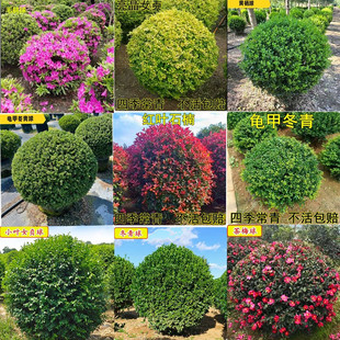 开花常绿灌木球庭院绿化亮金女贞球彩叶植物公园红花檵木石楠 春季
