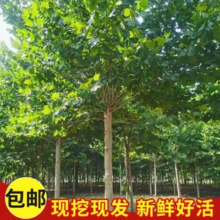 法桐青桐乔木行道树庭院绿化观赏树苗现挖现发新鲜好活