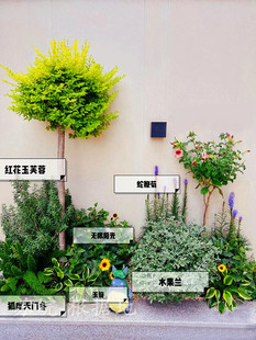 组合花卉花镜植物亮金女贞佛甲草地被多年生耐寒 庭院美化别墅四季