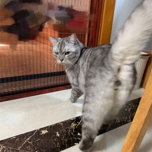 伸缩养猫封窗网跳窗网折叠纱门 美雅纱窗防猫网抓门帘围栏推拉式