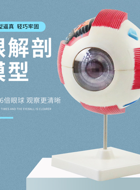 眼球模型 6倍人体放大眼球模型 五官科眼睛构造解剖模型医学39054构造模型生物演示小学科学教具教学仪器