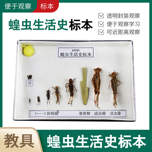 蝗虫生活史标本实验教学器材