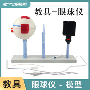 人体眼球仪模型3303晶状体曲率可变眼球成像结构教学仪器实验器材教具小学初高中生物实验室用 眼球仪