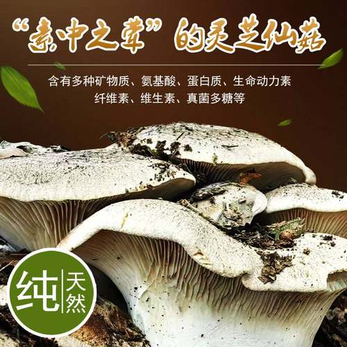 新鲜灵芝菇，褐灵菇，虎掌菌，赤松茸，麒麟菇，鸡枞菌，羊肚菌