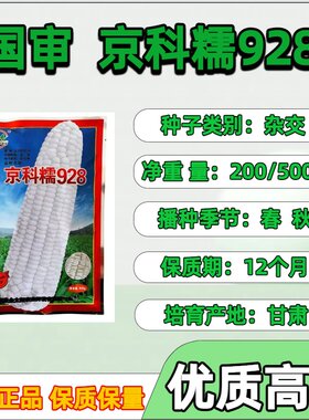 京科糯928玉米种子矮杆白甜糯玉米种子鲜食玉米928甜糯玉米种子