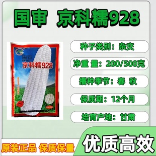 京科糯928玉米种子矮杆白甜糯玉米种子鲜食玉米928甜糯玉米种子