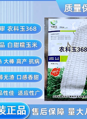 农科玉368国审白甜糯玉米种子籽粒白色水果甜1比3大田用玉米种子