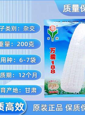 华穗万糯188白甜糯玉米种子大穗型矮杆甜糯苞米种子万糯2000玉米
