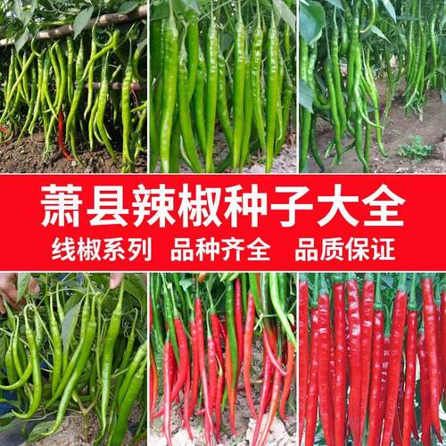 萧县辣椒种子大全线椒种子
