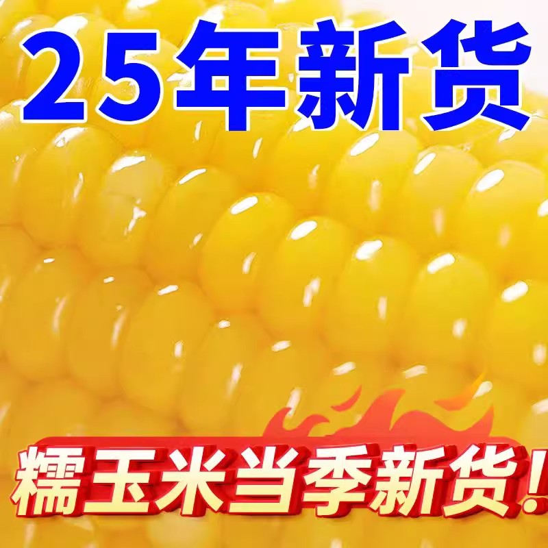 2025年头茬东北黄糯玉米当季现摘糯玉米大棒苞米可代餐粘包米真空