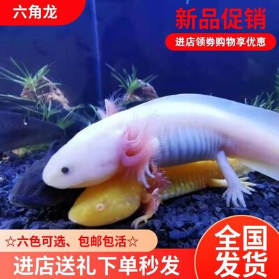 六角恐龙鱼蝾螈自来水可养好养耐活观赏鱼小金鱼活鱼养不死懒人鱼