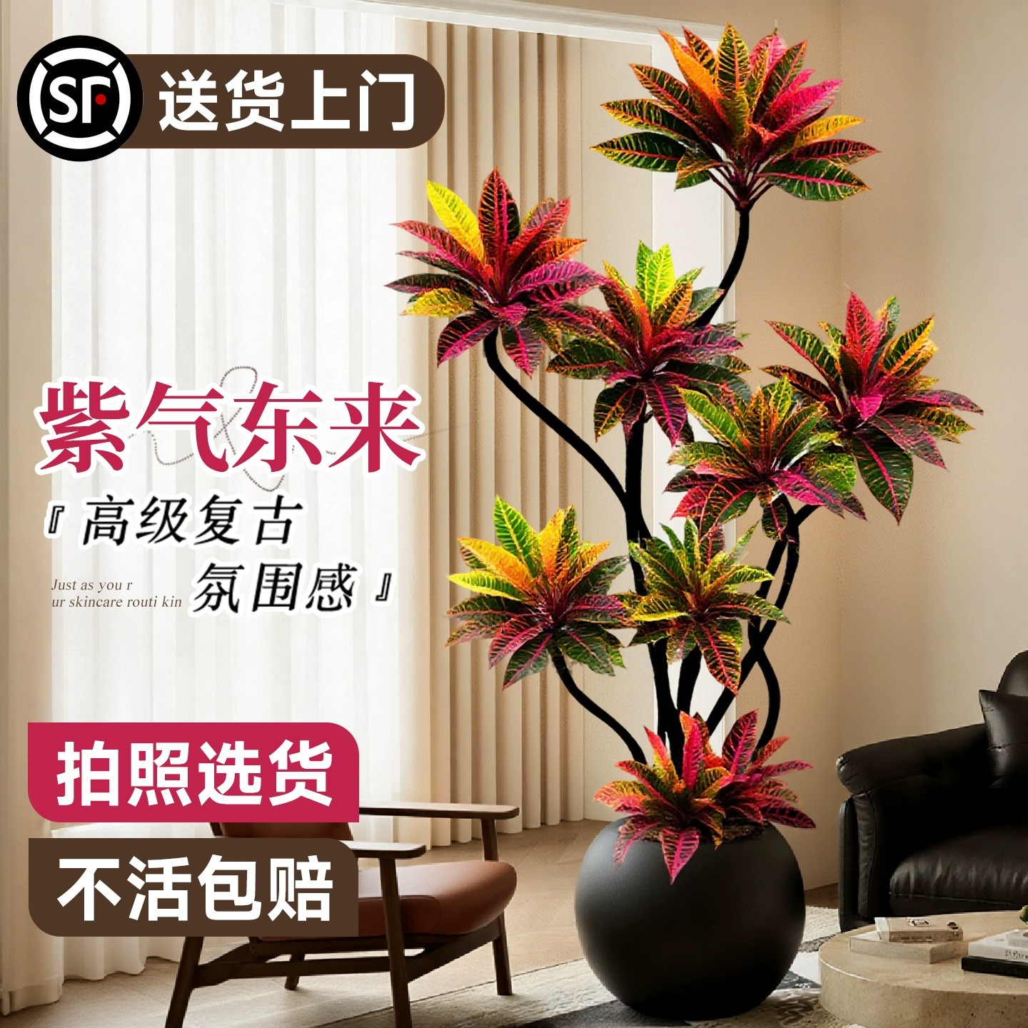 大型绿植客厅高级感变叶木变色木