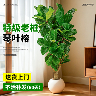 大琴叶榕室内大型绿植物客厅好养老桩大叶盆栽真花落地大号办公室