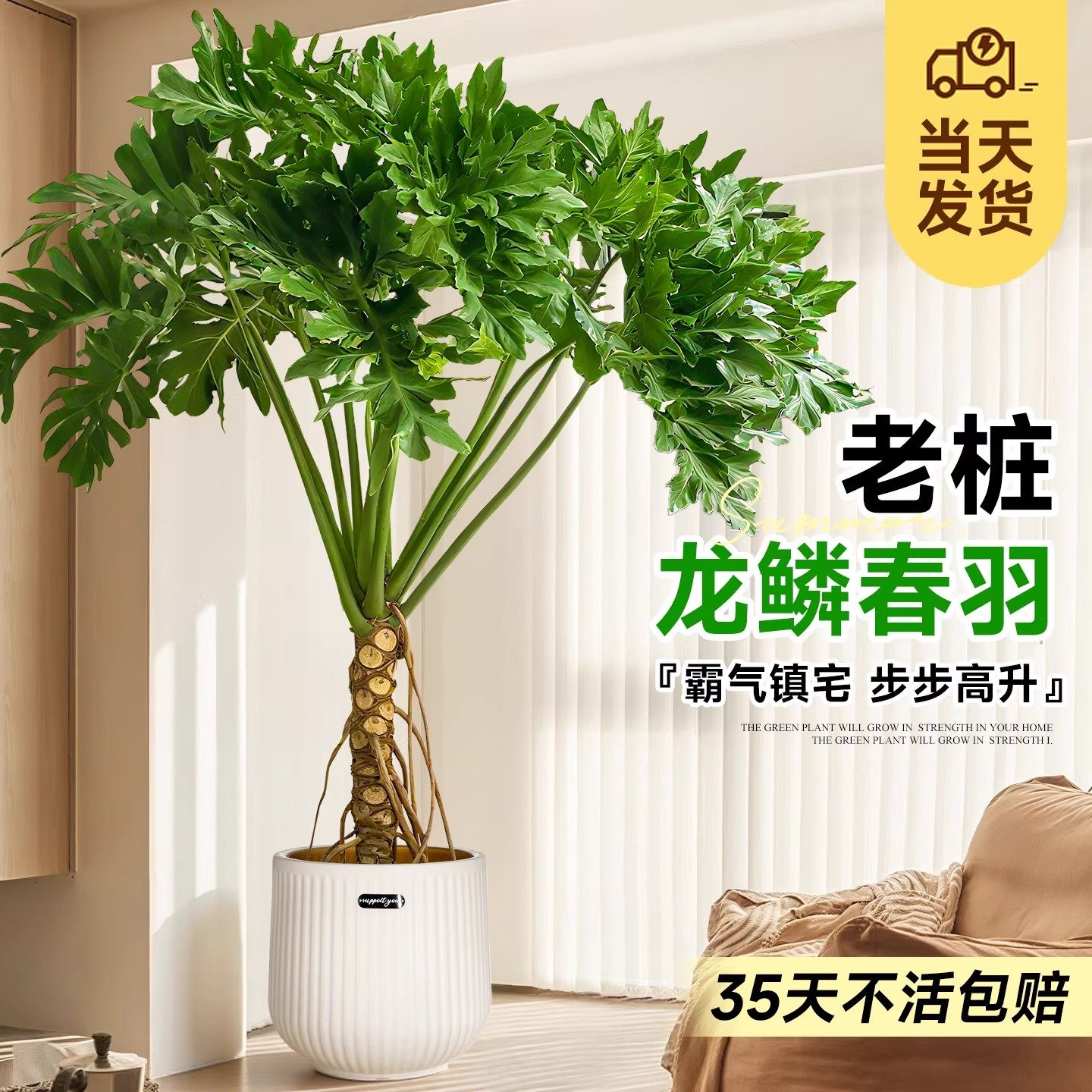 龙鳞春羽盆栽客厅老桩大型绿植