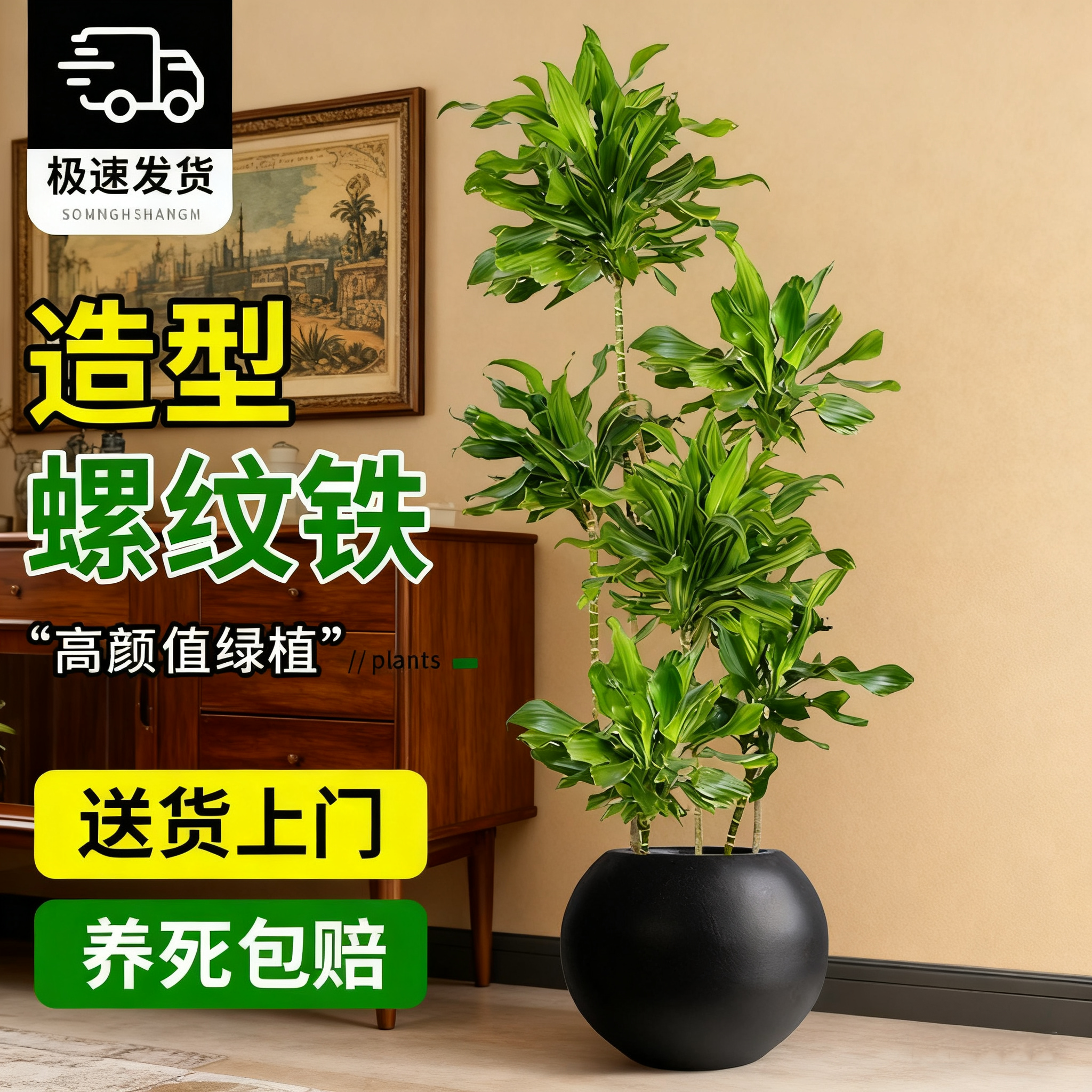 网红真树螺纹铁植物大型室内落地绿植客厅造型盆景四季好养螺旋铁,鲜花速递/花卉仿真/绿植园艺,绿植,淘宝优惠券,粉丝福利购,淘宝优惠卷
