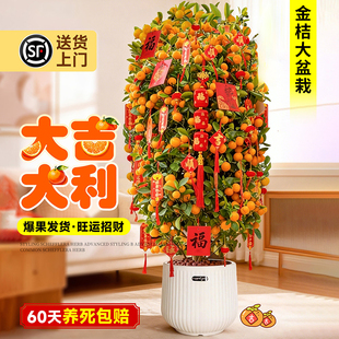 新年带果金桔树室内年桔大型植物乔迁旺宅客厅绿植树苗好养活盆栽